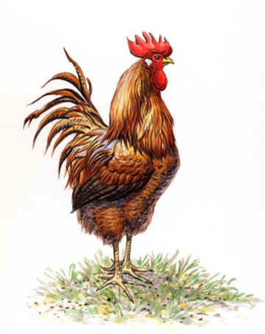 Mārtiņdiena Mārzemītē